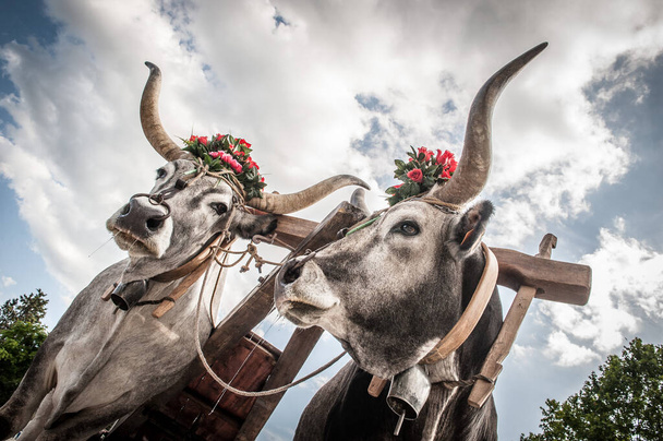 pair of oxen with cart ready for plowingclose up - Foto, imagen