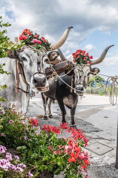 pair of oxen with cart ready for plowing - Foto, imagen