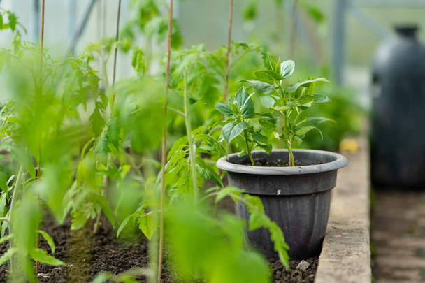 Cultivating tomato plants and bell peppers in a greenhouse on summer day. Growing own fruits and vegetables in a homestead. Gardening and lifestyle of self-sufficiency. - Photo, image