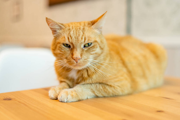Cute ginger cat sleeping curled up on a table. Petting kitties in cat cafe. - Фото, зображення