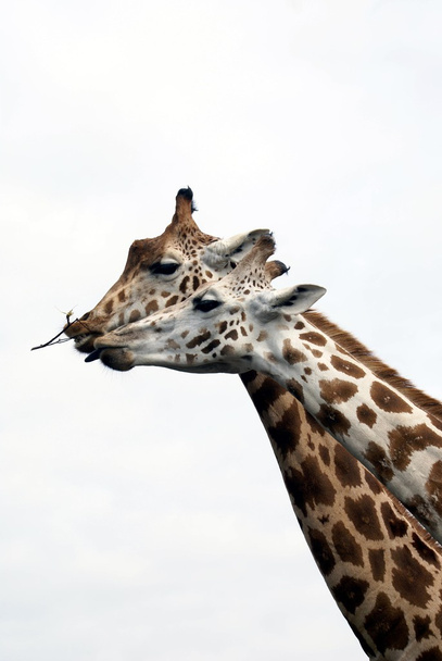 Жирафы
 - Фото, изображение