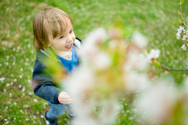 Cute toddler boy playing in blooming cherry tree garden on beautiful spring day. Adorable baby having fun outdoors. Kid exploring nature. - Foto, imagen