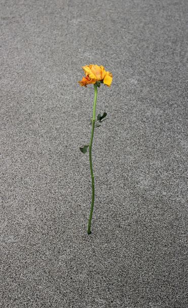 Yellow sad rose - Photo, Image