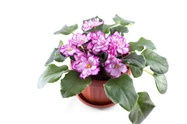 Purple African Violets on a white background. - Photo, Image