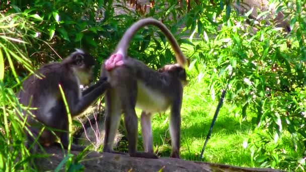 Family of monkeys (chimpanzees) in the zoo - Záběry, video