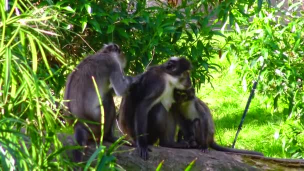 Family of monkeys (chimpanzees) in the zoo - Záběry, video