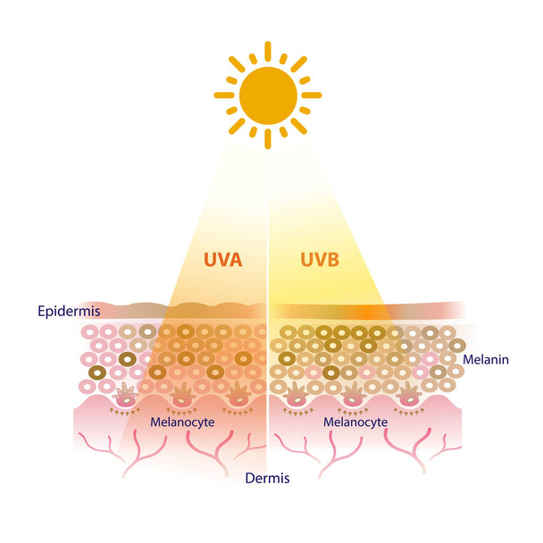 Le radiazioni UVA e UVB penetrano nel vettore dello strato cutaneo su sfondo bianco. I raggi UVA e UVB influenzano la pelle in modi diversi. - Vettoriali, immagini
