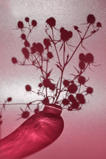 Composición abstracta. Sombra de un jarrón con flores secas sobre una superficie brillante. Imagen tonificada en color del año 2023 Viva magenta. - Foto, Imagen