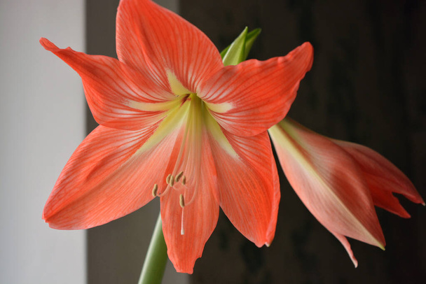 Beautiful and wonderful unusual Amaryllis (disambiguation) flowers with red yellow buds and large stamens. - Photo, Image