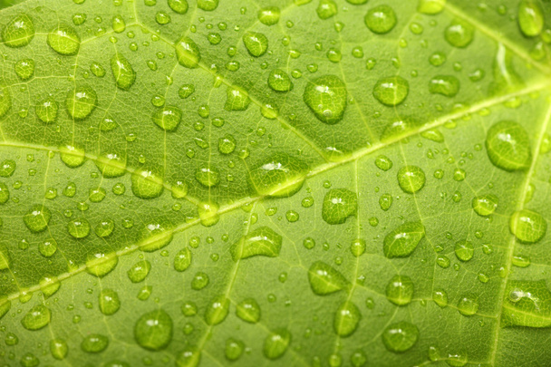 Green leaf with waterdrops - Fotó, kép