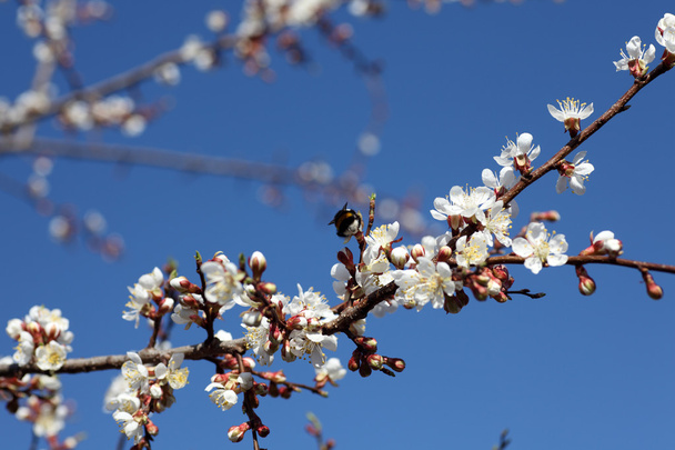 Blossoming of apricot tree flowers - Foto, Imagen