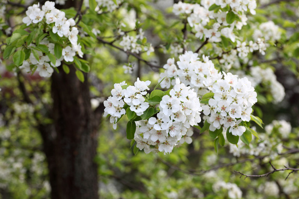 Pear tree in bloom - Photo, image