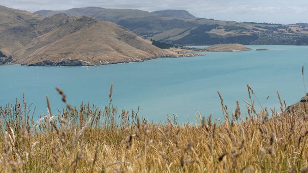 Landscape on a meadow and a bay of the Pacific Ocean in New Zealand. Beautiful landscape, the concept of travel, outdoor activities. - Foto, immagini
