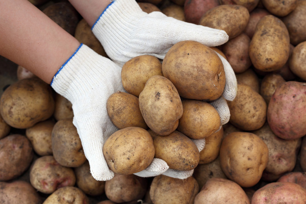 Fresh potatoes in hands - 写真・画像