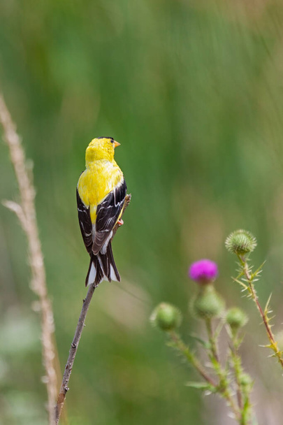 A goldfinch looking at a patch of purple spear thistle - Fotografie, Obrázek
