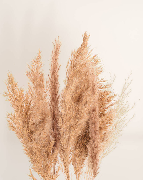 Dried yellowed pampas grass, dried plants. Minimalist background in cottage aesthetic, rustic style. Neutral pampas grass background, earth tones. Calm rustic beauty. Close-up - Foto, Imagem