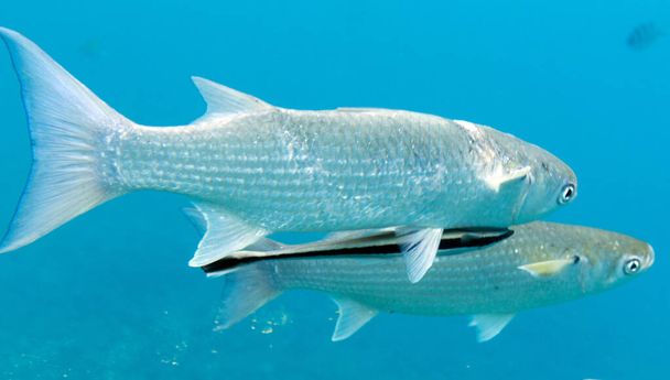 View of mullet fish with remora fish in the sea - Foto, Bild