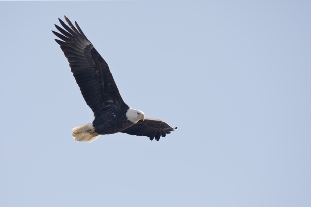 Águila calva adulta volando en el cielo azul en Davenport, Iowa en un día de invierno.  - Foto, imagen