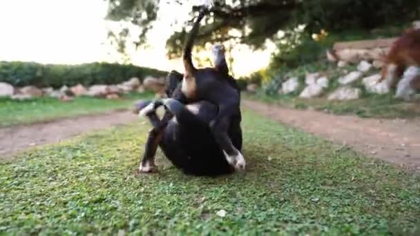 Puppies play with each other in the grass waving their tails. High quality 4k footage - Filmagem, Vídeo