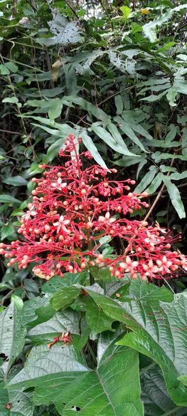 Red Clerodendrum, also known as "Pagoda Flower" in Indonesia - Photo, Image