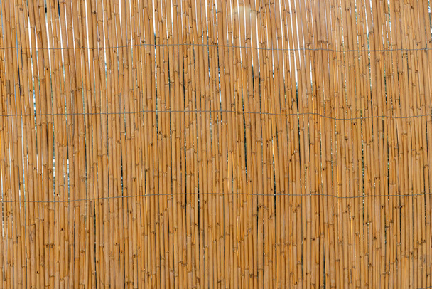 The texture fence from Dry yellow Cortaderia Selloana Pumila feather pampas grass - Photo, Image