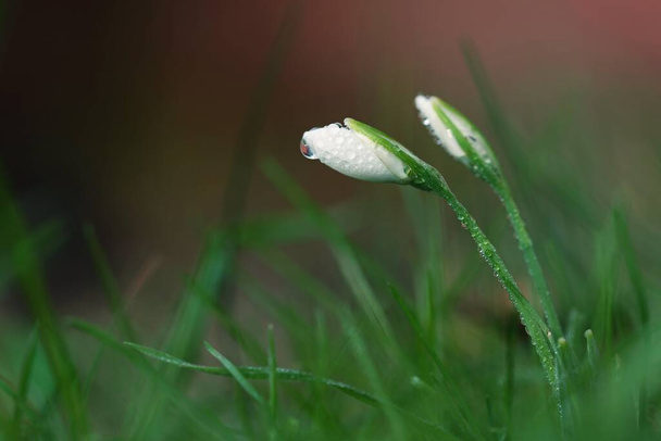 Весенние цветы. Первые цветущие белые растения весной. Естественный красочный фон. (Galanthus nivalis). - Фото, изображение