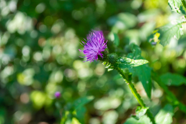 Thistle blooming, purple flower on a green blurred background of greenery with bokeh. - Foto, Bild