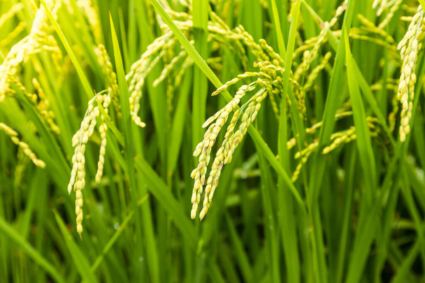 Nahaufnahme gelber Reis im grünen Reisfeld. - Foto, Bild