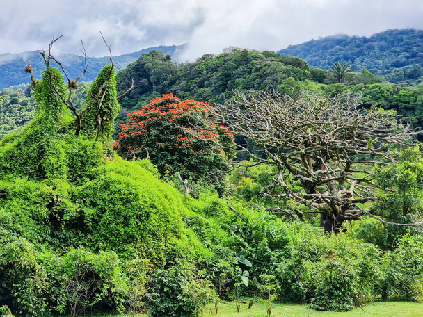 パナマ、コスタリカとの国境にあるチリキ県のバル火山の斜面に熱帯植物 - 写真・画像