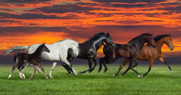 Viisi hevosta juoksee ulkona
 - Valokuva, kuva
