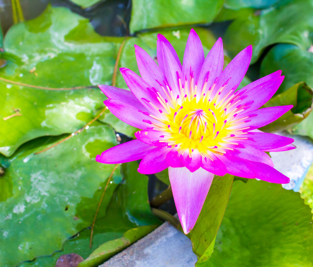 Beautiful purple water lilly - Fotografie, Obrázek
