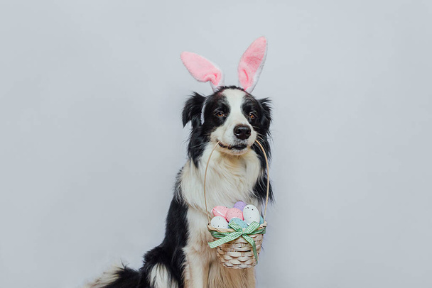 Happy Easter concept. Preparation for holiday. Cute puppy dog border collie wearing bunny ears holding basket with Easter colorful eggs in mouth isolated on white background. Spring greeting card - Photo, Image