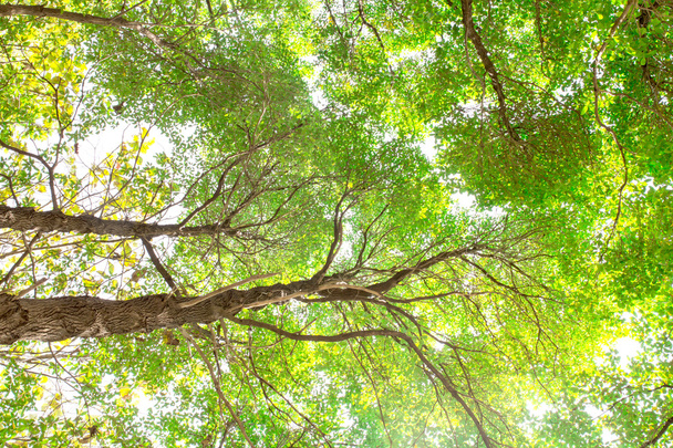 Under tree branch with green leaf view - Фото, зображення
