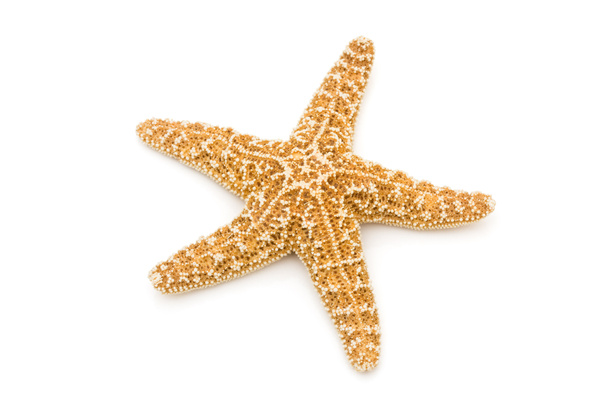 étoile de mer - Photo, image