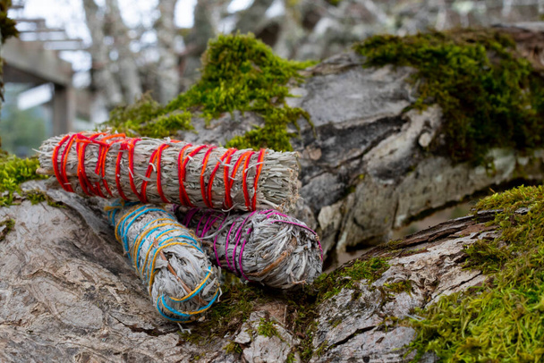 A close up image of three colorfully wrapped white sage smudge sticks on a moss covered tree branch.   - 写真・画像