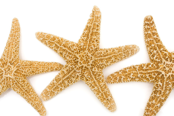 denizyıldızı - Fotoğraf, Görsel