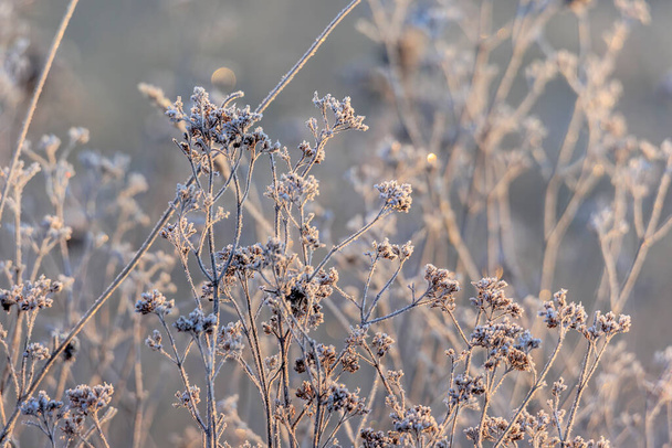 Frost-covered blossoms and grasses glisten in the morning sun on the meadow orchards in Siebenbrunn near Augsburg - Photo, Image