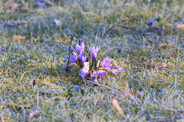 Frost-covered purple crocuses in the morning in a meadow in Siebenbrunn near Augsburg, Germany - Foto, imagen