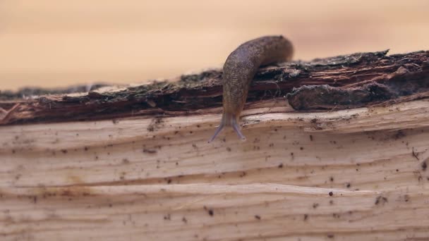 Η αργή και σταθερή άνοδος: ένα ταξίδι σαλιγκάρι Limax σε ένα φλοιό δέντρου - Πλάνα, βίντεο