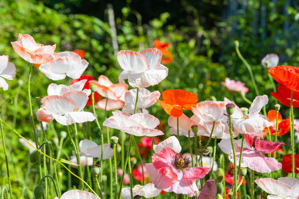 beautiful poppies growing in a flower bed - Photo, Image