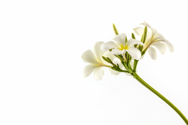 Plumeria or frangipani blossom . - Fotó, kép