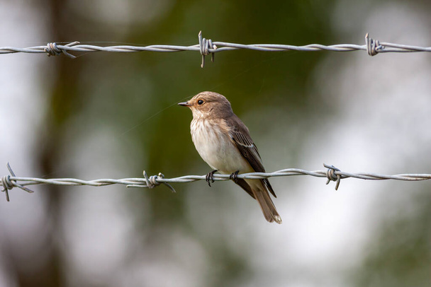 little bird watching around on wire, Spotted Flycatcher, Muscicapa striata - Valokuva, kuva