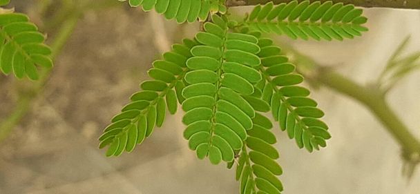 Najpiękniejsze liście drzewa arabskiego Gum na rozmytym tle. - Zdjęcie, obraz