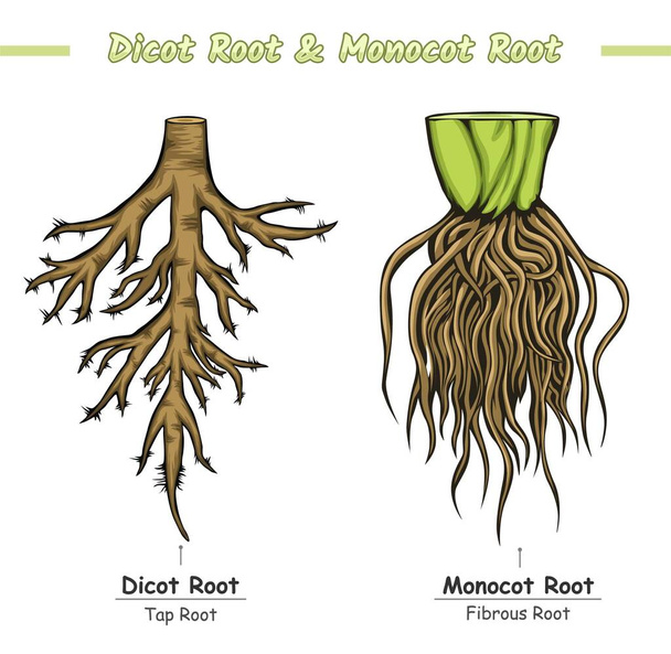Monocot Root e Dicot Root. diferença entre Monocot Root e Dicot Root. características de raízes de raiz e Dicot. Comparações de Monocotyledon e dicotyledon. arquivo vetorial, fácil de editar, pronto para usar, pronto para imprimir, definir, colorido - Vetor, Imagem