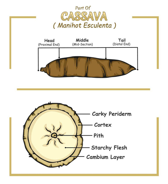 Cassava yapı şeması. Cassava yapı vektör çizimi. Cassava eğitimi ve parçaları. Sebze eğitimi çalışma vektör dosyası, düzenlemesi kolay, kullanmaya hazır, yazdırmaya, ayarlamaya, renklendirmeye hazır - Vektör, Görsel