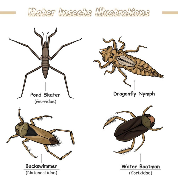 Wasserinsekten Illustrationen verpacken verschiedene Arten von Insekten auf weißem Hintergrund. Set Wasserinsekten Illustrationen. Vektor-Datei, gebrauchsfertig, druckfertig, eingestellt, einfach zu bearbeiten, bunt. - Vektor, Bild