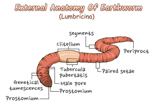Ілюстрація зовнішньої анатомії черв'яка Зовнішня частина земного черв'яка Гельмологія біологія освіти про черв'яків
 - Вектор, зображення