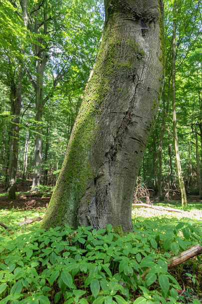 zakřivený kmen stromu v letním opadavém lese - Fotografie, Obrázek