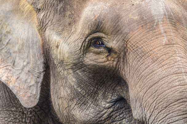 Elephant face - Foto, Imagem