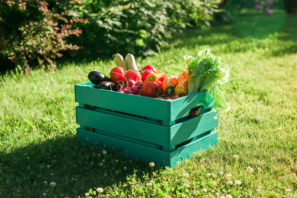 Wooden box filled fresh vegetables in garden harvesting and gardening - Foto, Imagen